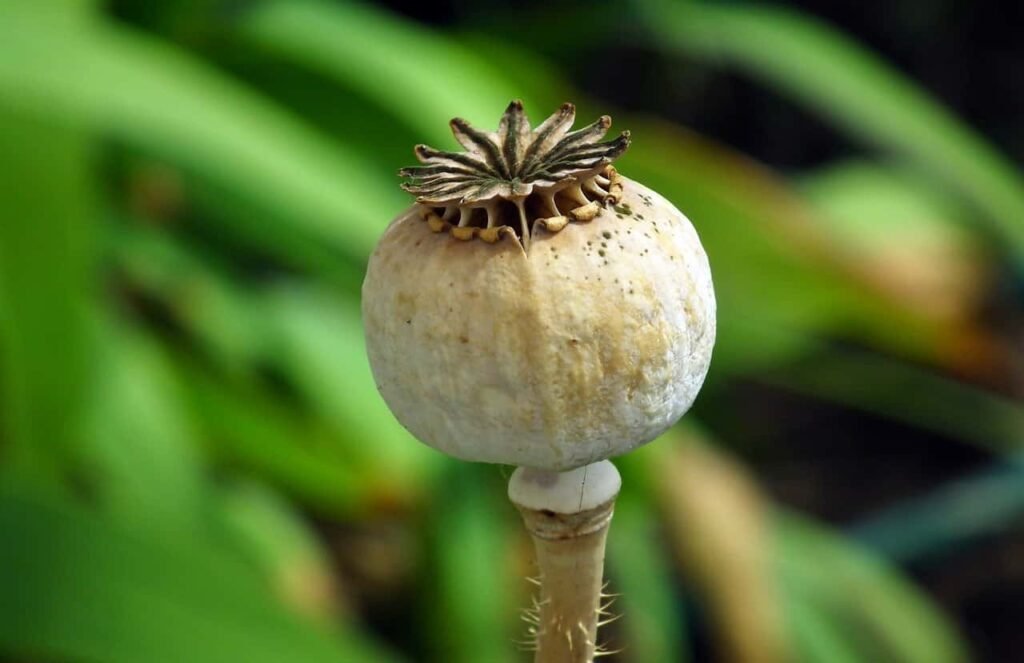 poppy-8167943_1280