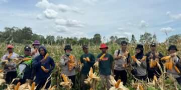 Polsek Merauke Kota Dukung Ketahanan Pangan, Panen Jagung di Kampung Semangga Jaya