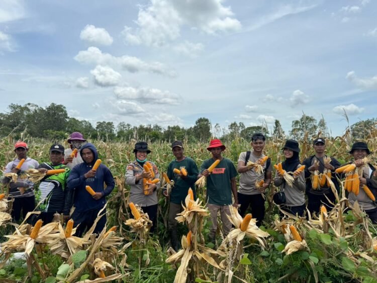 Polsek Merauke Kota Dukung Ketahanan Pangan, Panen Jagung di Kampung Semangga Jaya