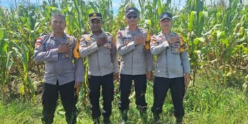 Dukung Ketahanan Pangan, Bhabinkamtibmas Polsek Muara Tami Cek Lahan Jagung Binaan di Koya Barat