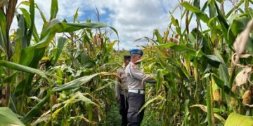 Dukung Ketahanan Pangan, Polsek Jagebob Pastikan Jagung Binaan Siap Panen