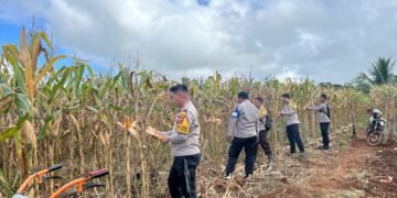 Dukung Swasembada Pangan, Polsek Muting Bersama Warga Panen Jagung Di Distrik Ulilin 