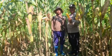 Polsek Nimbokrang Monitoring Persiapan Panen Jagung untuk Dukung Ketahanan Pangan Nasional