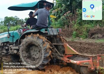 Dukung Ketahanan Pangan, Polsek Kurik Manfaatkan Lahan Produktif untuk Penanaman Jagung dan Rumput Gajah