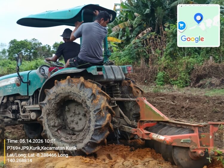 Dukung Ketahanan Pangan, Polsek Kurik Manfaatkan Lahan Produktif untuk Penanaman Jagung dan Rumput Gajah