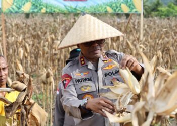 Polda Papua Gelar Panen Raya Jagung Kuartal II dan Dukung Program Ketahanan Pangan Nasional