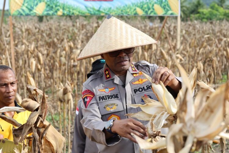 Polda Papua Gelar Panen Raya Jagung Kuartal II dan Dukung Program Ketahanan Pangan Nasional