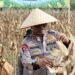 Polda Papua Gelar Panen Raya Jagung Kuartal II dan Dukung Program Ketahanan Pangan Nasional